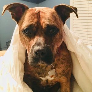 Meet your Posher, Rachel